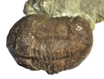 Illaenus sarsi, Ordovizium, SE